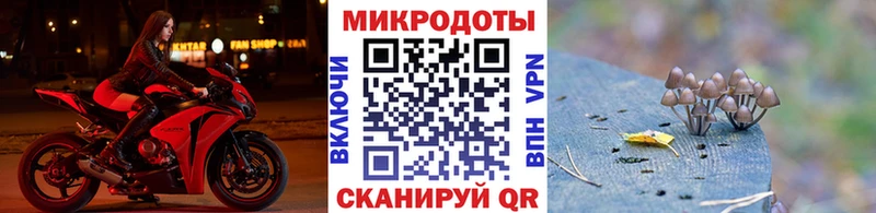Купить  Таруса  Галлюциногенные грибы Psilocybe 